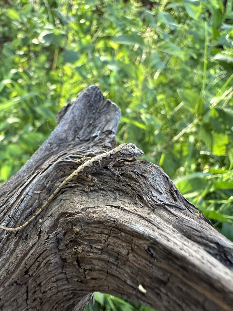 Colorado's only lizard, ever.